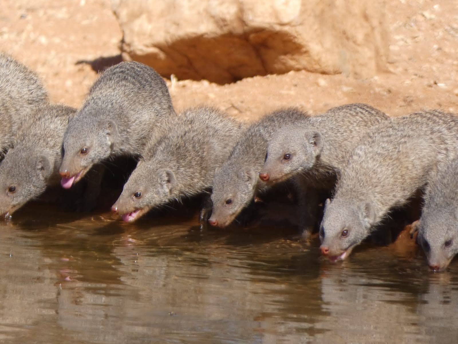 Using camera traps to assess waterhole activity
