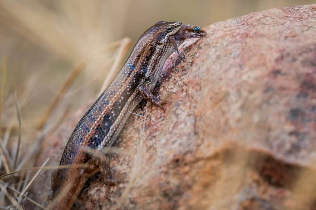 Lizard eating a Gecko