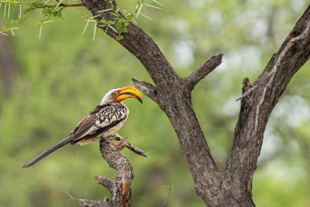 Hornbill