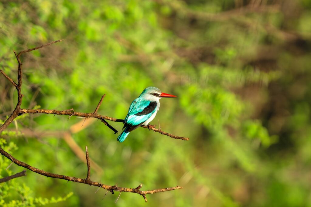 Bird
