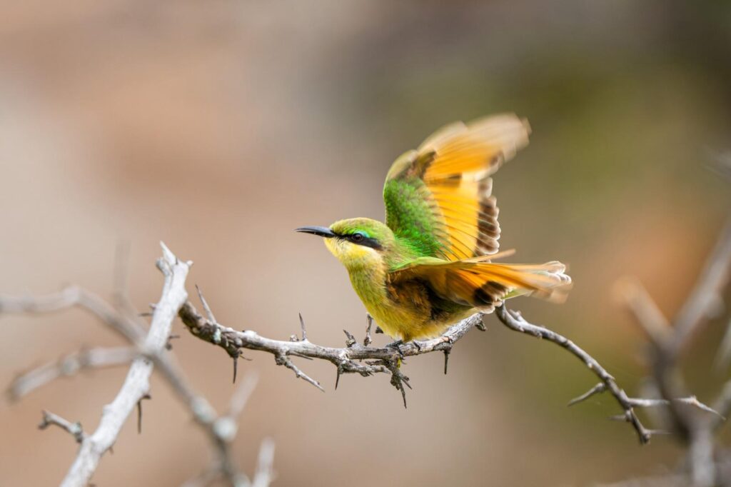 Bird
