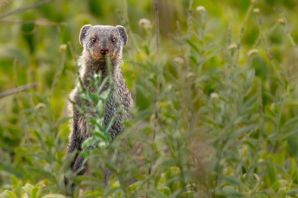 Mongoose