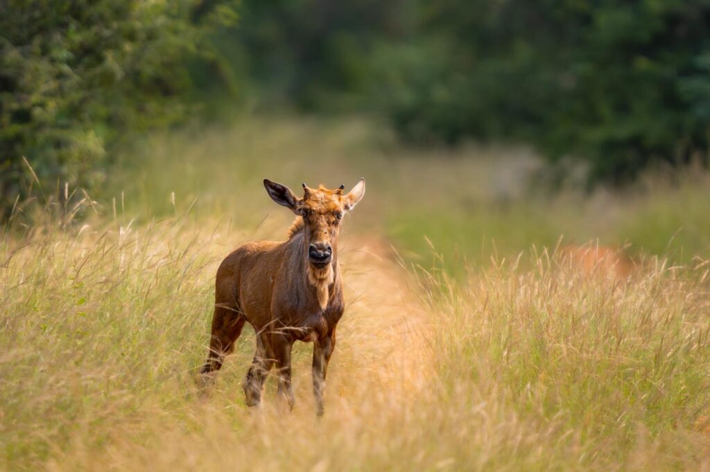 BLuewildebeest calf